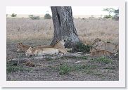 14SerengetiDayGameDrive - 083 * Lioness and cubs enjoying a mid-day nap in the shade.